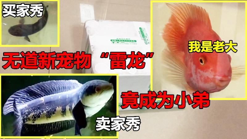 无道新宠物：“雷龙”好霸气的名字，可惜成为我鱼缸三天王的小弟