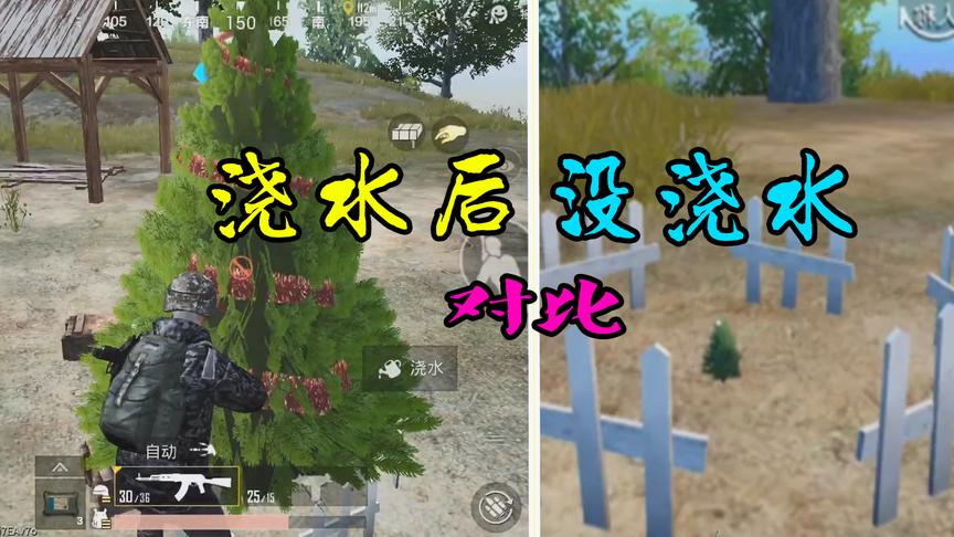刺激战场粉丝帮1：在这个位置有“网红圣诞树”还能浇水长大！