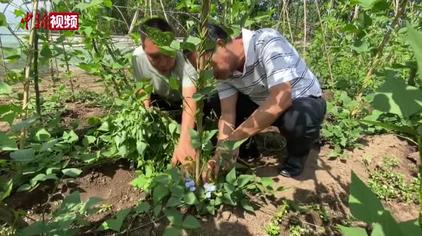 四棱豆 西瓜视频