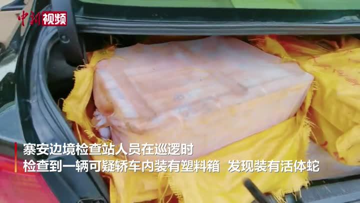 广西边境查获活体眼镜蛇约3000条