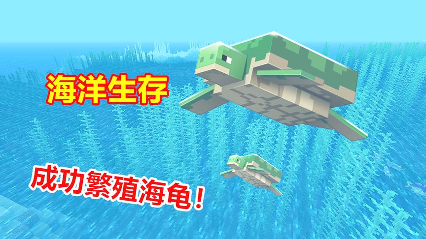 我的世界海洋版25：终于培养出海龟蛋，却被玩家一不小心踩碎！