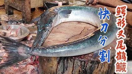 大圆颚针鱼图片 西瓜视频