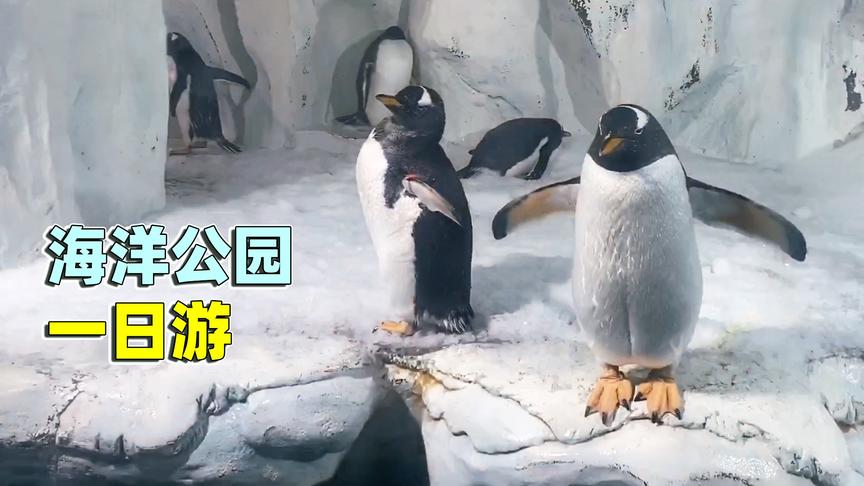 老橙子Vlog：橙嫂带我逛海洋公园 我准备找企鹅免费让我氪次金！