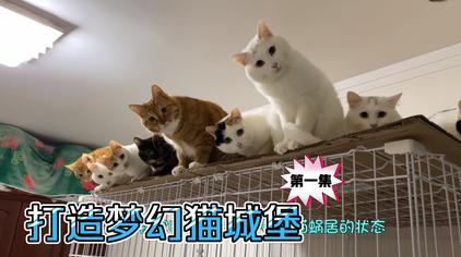 院子改造小猫城堡 西瓜视频