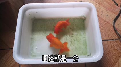 水泡眼金鱼怎么分公母 西瓜视频