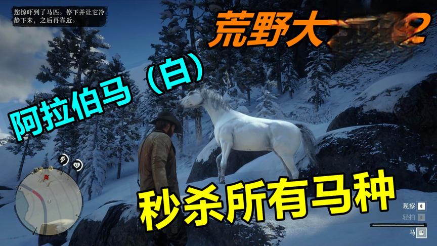 荒野大镖客2：秒杀前期所有马种的阿拉伯马，驯服它只要10秒钟