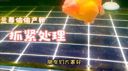 金鱼排卵 西瓜视频