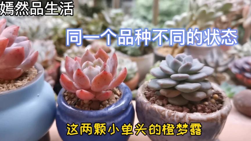 冰心多肉 西瓜视频