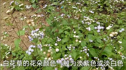 生草药白花草 西瓜视频