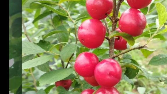 17次观看 · 2020-11-25 00:39 马郎圣果——给世界一份健康!