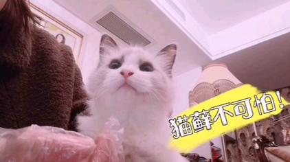 猫脖子里有肿起的肉球 西瓜视频