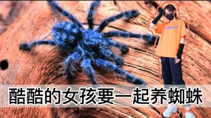 油彩粉虹指蜘蛛怎么养 西瓜视频
