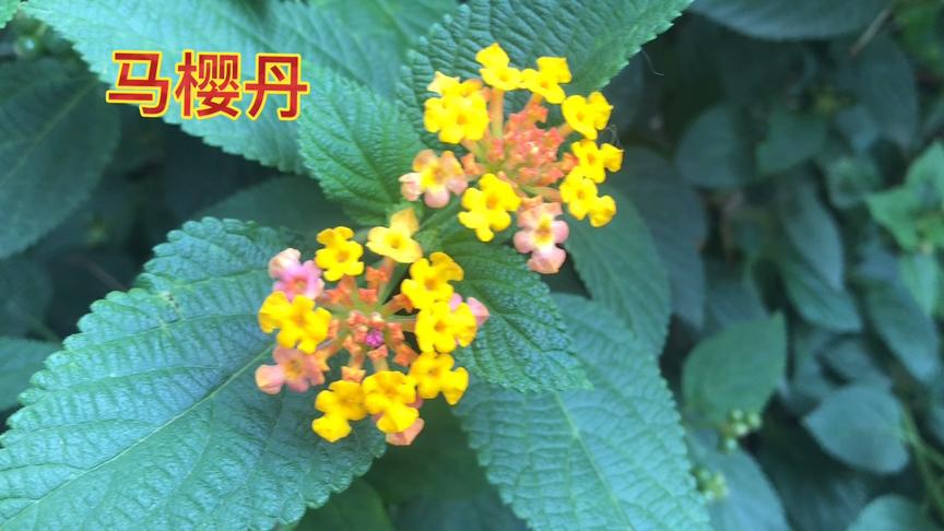 马樱丹功效图片作用 西瓜视频