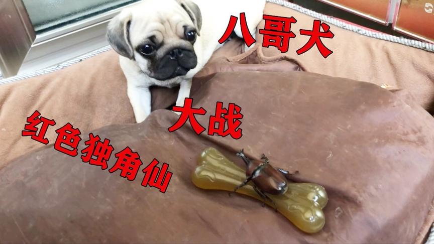 无道vlog：八哥犬大战“红色独角仙”，只为了抢夺一根骨头！