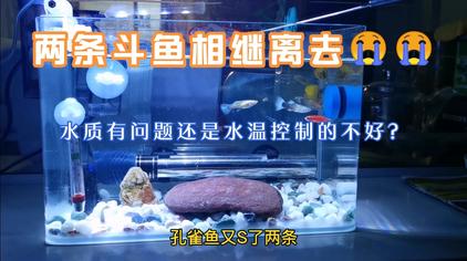斗鱼缩鳍怎么办 西瓜视频