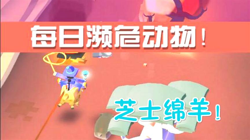 疯狂动物园：澳洲病危动物，芝士绵羊！