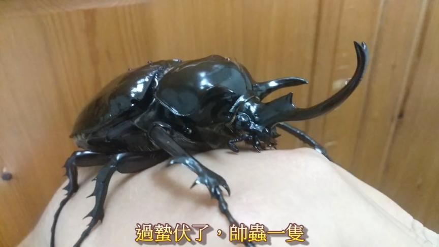 独角仙翅膀 西瓜视频 独角仙翅膀 西瓜视频