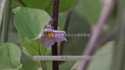 茄子雌花雄花如何分辨 西瓜视频