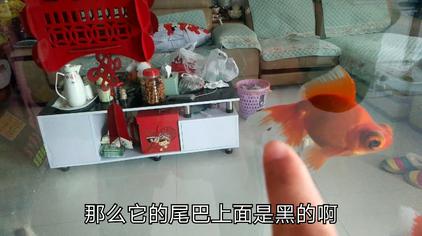 鱼鳍变黑怎么回事 西瓜视频