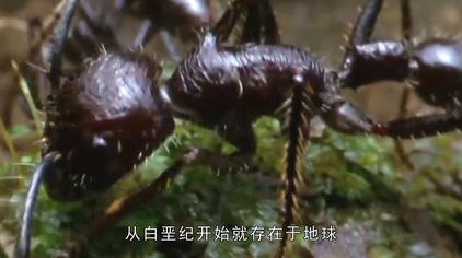 害虫与益虫 西瓜视频