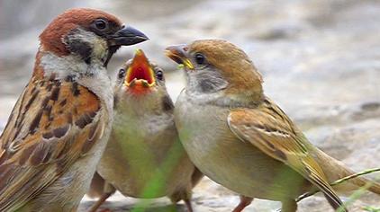 小麻雀不张嘴如何喂食 西瓜视频