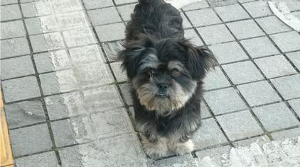 白眉毛的土狗 西瓜视频