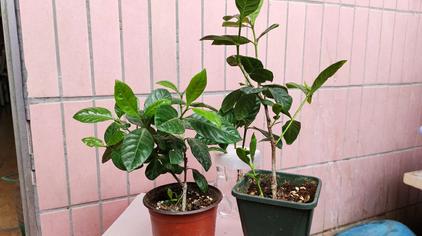 韩丁子花养殖方法 西瓜视频