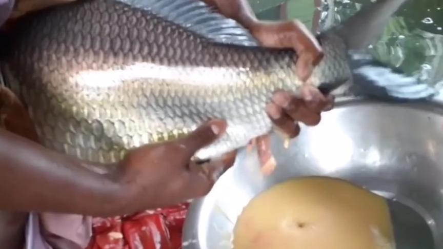 鱼把鱼卵藏在嘴里孵化 西瓜视频