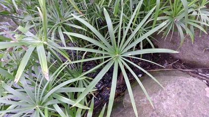 风车草如何扦插 西瓜视频