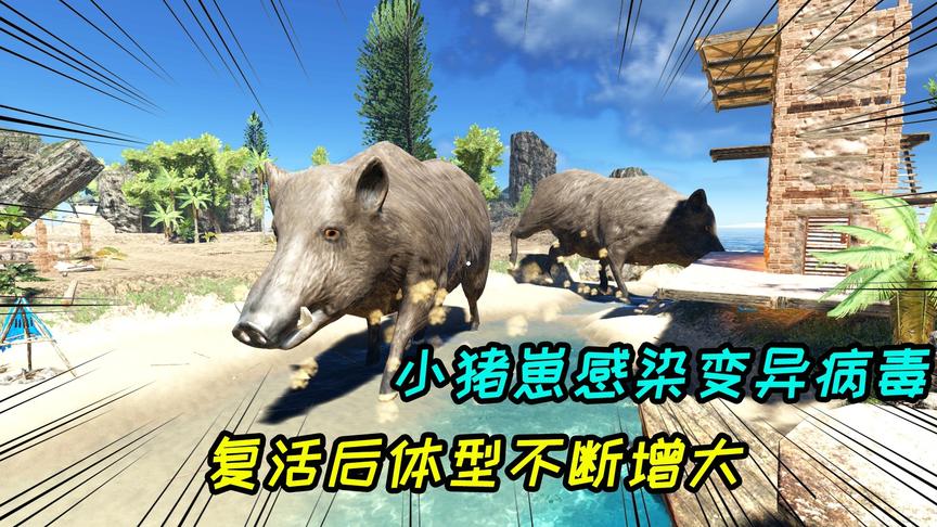 荒岛求生85：被野猪王咬死的小猪崽复活了，体型迅速膨胀！