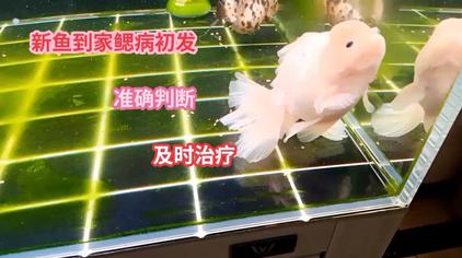 金鱼鳃盖烂了一个洞 西瓜视频