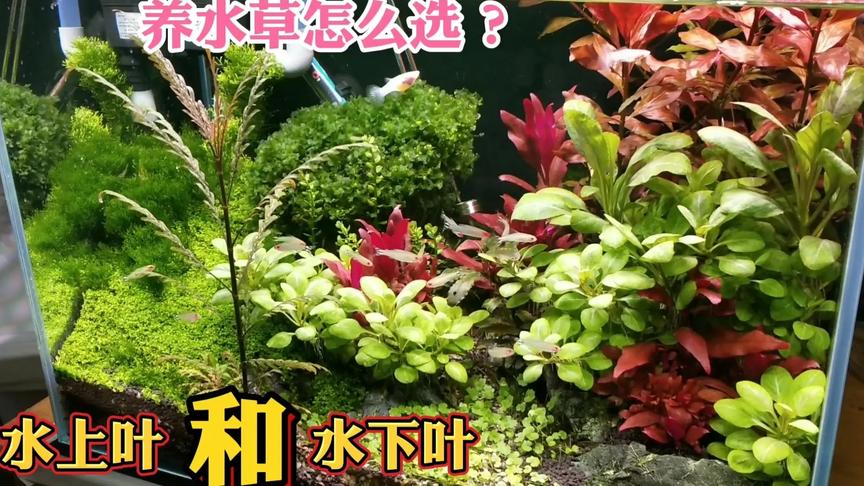 水上叶水草种植 西瓜视频
