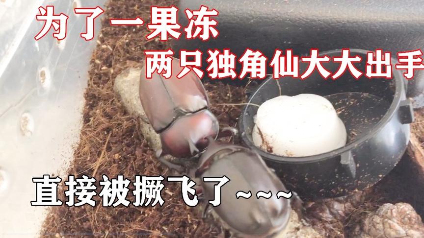 无道vlog：为了一果冻，两只独角仙大打出手，一只当场被撅飞！