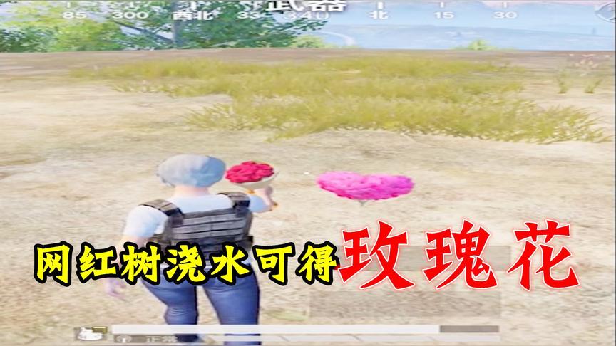 和平精英：网红树重出江湖！浇水可得玫瑰花！是真是假？