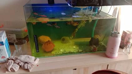 鱼鳃变白怎么治疗 西瓜视频