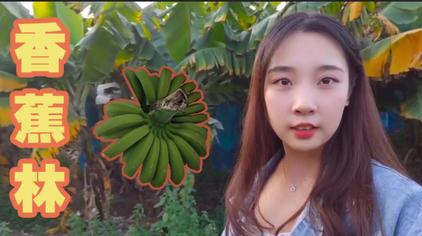 香蕉花和芭蕉花的区别 西瓜视频
