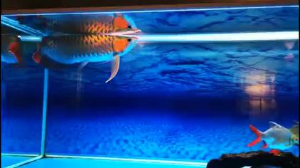 星空图背景鱼缸 西瓜视频