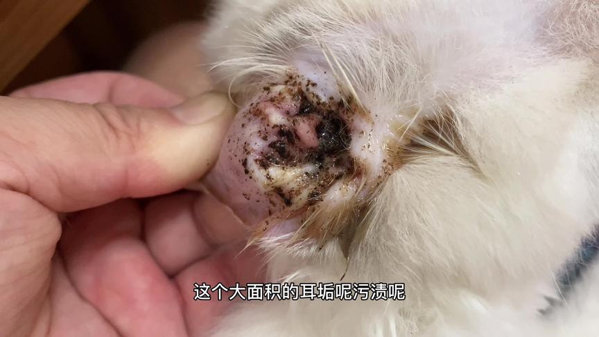 给猫挖耳屎 西瓜视频