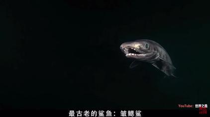 皱鳃鲨图片大全 西瓜视频