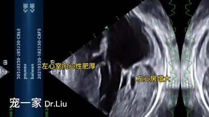 順応性のあるジャングル電話犬肺水腫生存率- homepagebox.jp