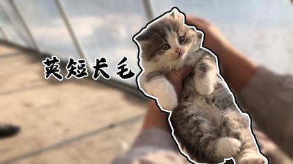 怎么判断小猫长毛短毛 西瓜视频