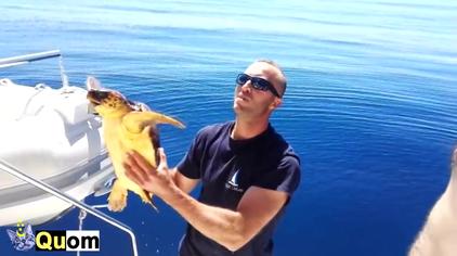 解救被藤壶寄生的海龟 西瓜视频