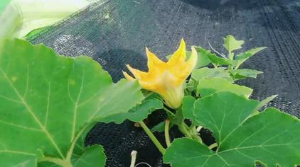 冬瓜不开雌花 西瓜视频