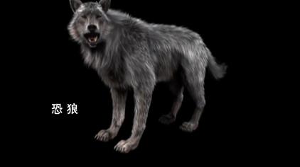 恐狼是最大的狼吗 西瓜视频