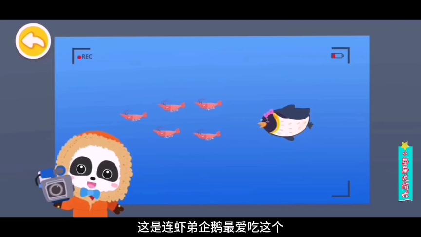 小星星启蒙乐园：企鹅妈妈去海底抓鱼虾，没想到碰到了海豹