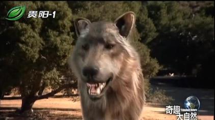 恐狼是最大的狼吗 西瓜视频