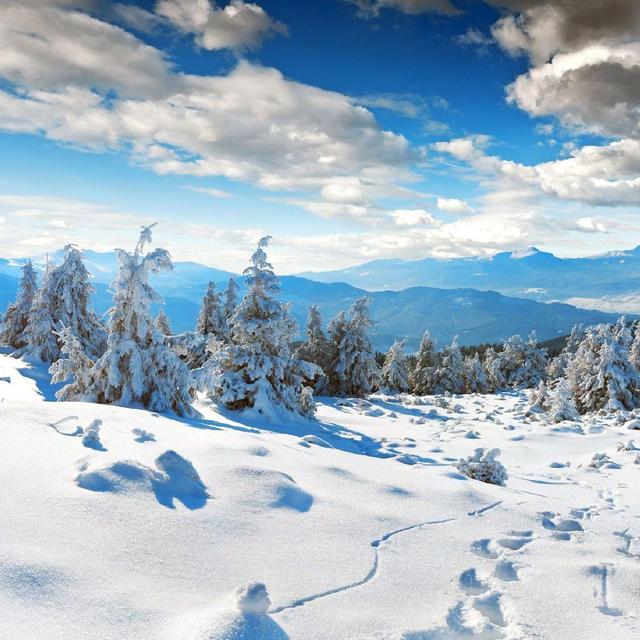 纷飞的秋雪