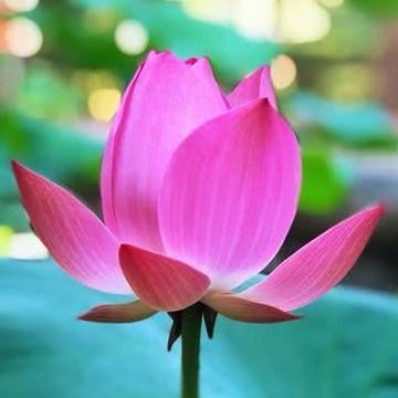 云水禅心空谷幽兰头像