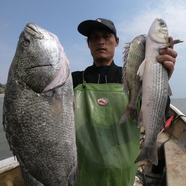 馒头赶海头像