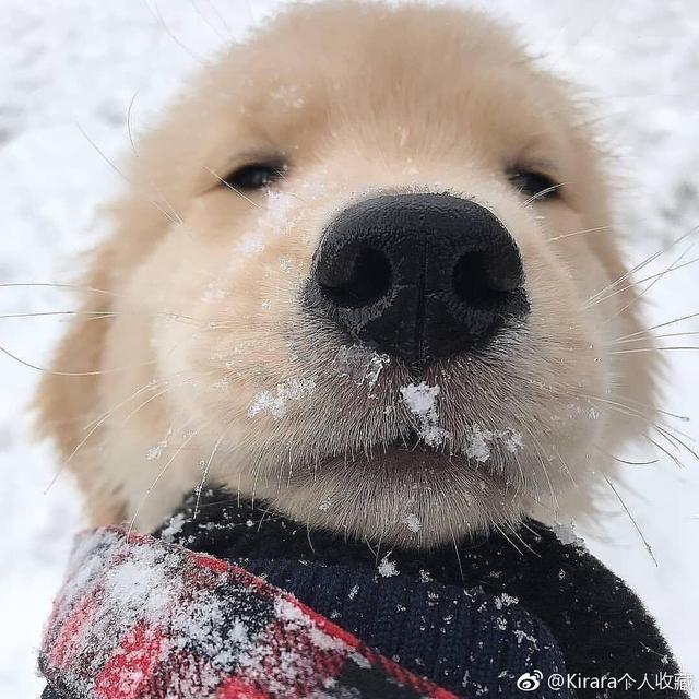 C甜甜犬L头像